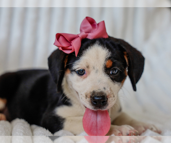 Medium Photo #5 Beagle-Mutt Mix Puppy For Sale in LIBERTY, KY, USA