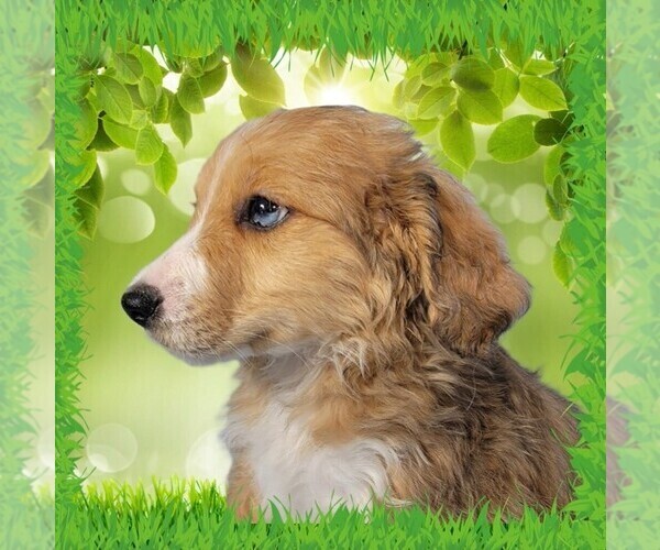 Medium Photo #13 Bernedoodle (Miniature) Puppy For Sale in BLACK FOREST, CO, USA
