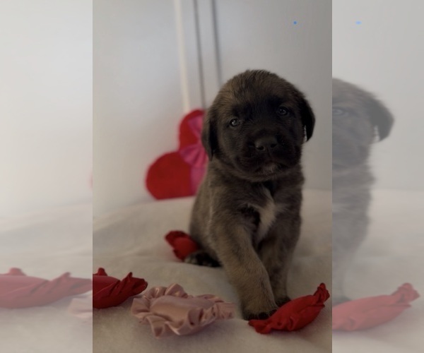 Medium Photo #43 Mastiff-Pyrenean Mastiff Mix Puppy For Sale in RHOME, TX, USA
