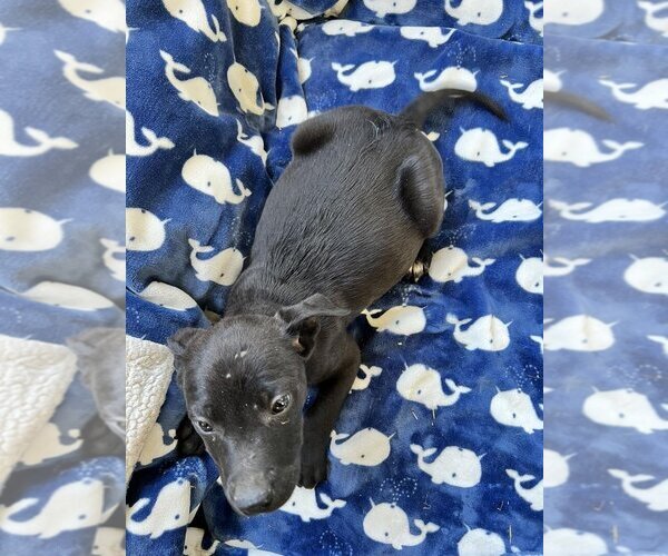 Medium Photo #1 Labrador Retriever-Unknown Mix Puppy For Sale in Tracy City, TN, USA