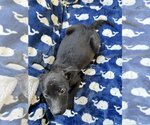 Small Photo #1 Labrador Retriever-Unknown Mix Puppy For Sale in Tracy City, TN, USA