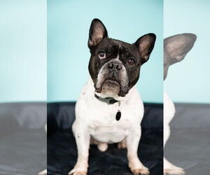 French Bulldog Dogs for adoption in St. Louis Park, MN, USA