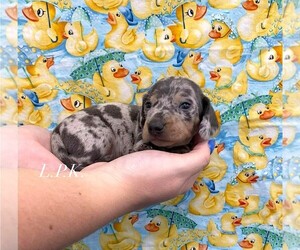 Dachshund Puppy for sale in WINNSBORO, LA, USA