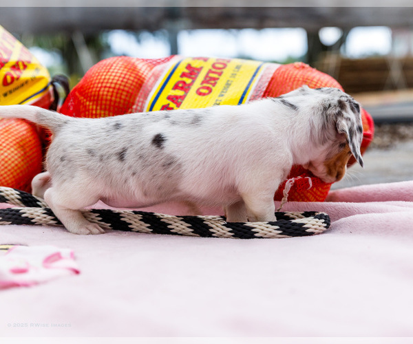Medium Photo #14 Dachshund Puppy For Sale in WAKARUSA, IN, USA