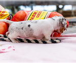 Small #13 Dachshund
