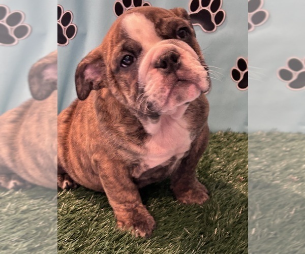 Medium Photo #2 Bulldog Puppy For Sale in BOWLING GREEN, KY, USA