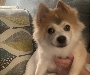 German Spitz-Pomeranian Mix Puppy for sale in FORT MYERS, FL, USA