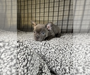 Medium French Bulldog