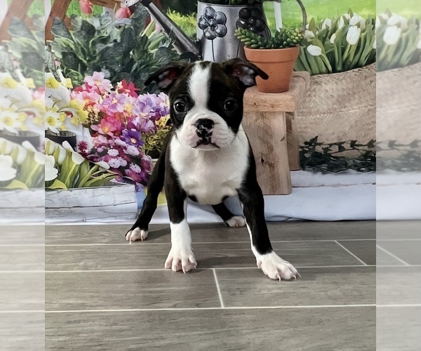 Medium Photo #1 Boston Terrier Puppy For Sale in EWING, KY, USA