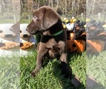 AKC Chocolates - Male Labrador Retriever Puppy for Sale - Photo #3