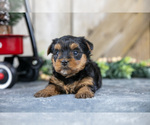Small #2 Yorkshire Terrier