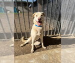 Small Labrador Retriever Mix