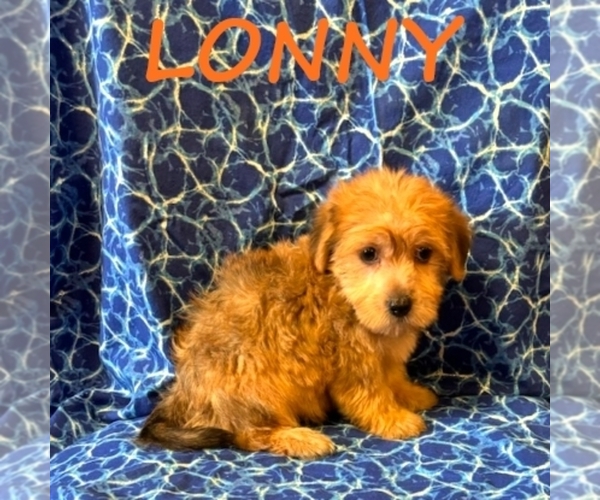 Medium Photo #3 Snorkie Puppy For Sale in HARTLAND, MN, USA