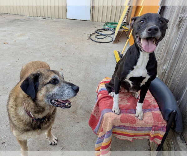 Medium Photo #16 Anatolian Shepherd-Unknown Mix Puppy For Sale in Houston, TX, USA
