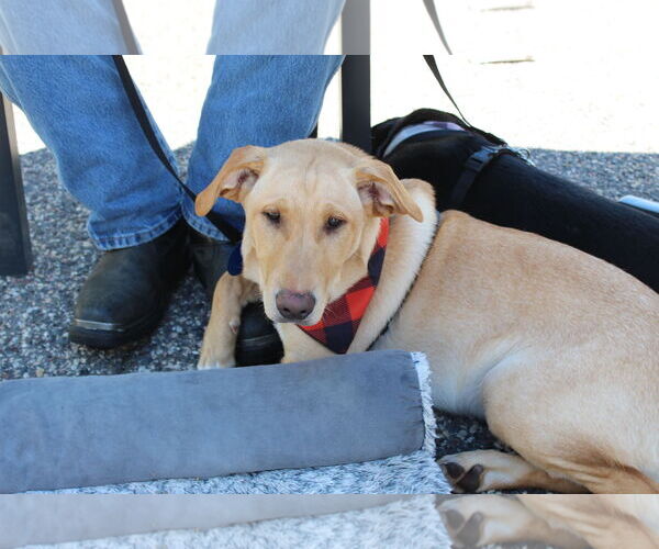 Medium Photo #5 Labrador Retriever-Unknown Mix Puppy For Sale in Cottage Grove, MN, USA