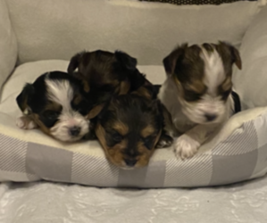 Biewer Yorkie Puppy for sale in LEBANON, OH, USA