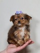 Small Photo #1 Zuchon Puppy For Sale in WARSAW, IN, USA