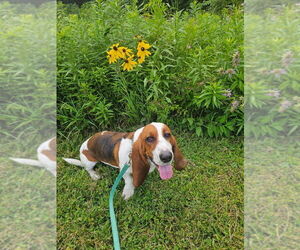 Mother of the Basset Hound puppies born on 11/06/2025