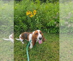 Small Photo #1 Basset Hound Puppy For Sale in MARION, IN, USA