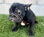 Small #7 French Bulldog