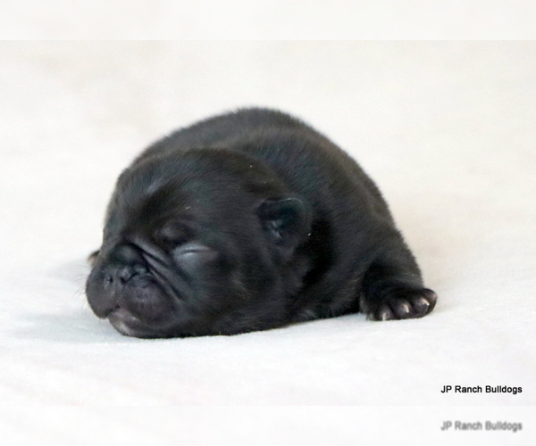 Medium Photo #1 French Bulldog Puppy For Sale in WINNSBORO, TX, USA