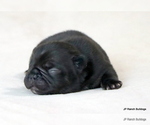 Puppy Luna French Bulldog