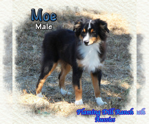 Miniature Australian Shepherd Puppy for sale in FORESTBURG, TX, USA