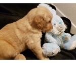 Small Photo #2 Golden Retriever Puppy For Sale in CLAREMORE, OK, USA