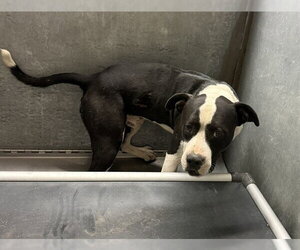 Mutt Dogs for adoption in Conroe, TX, USA