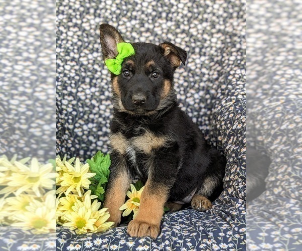 Medium Photo #1 German Shepherd Dog Puppy For Sale in NORTH EAST, MD, USA