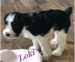 Schnauzer (Miniature) Puppy for Sale in ROLLA, Missouri USA