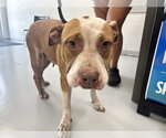 Small American Pit Bull Terrier