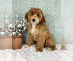 Small #3 Goldendoodle