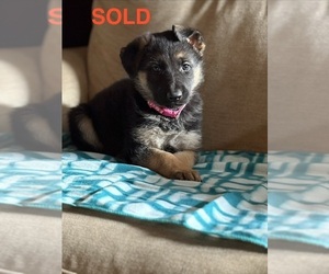 German Shepherd Dog Puppy for Sale in SUMPTER TWP, Michigan USA