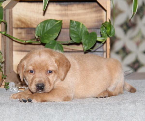 Medium Photo #4 Labrador Retriever Puppy For Sale in HYDE PARK, VT, USA