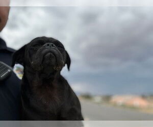 Pug Dogs for adoption in HESPERIA, CA, USA
