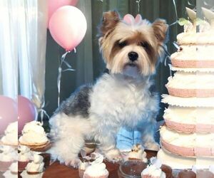 Mother of the Yorkshire Terrier puppies born on 05/06/2025