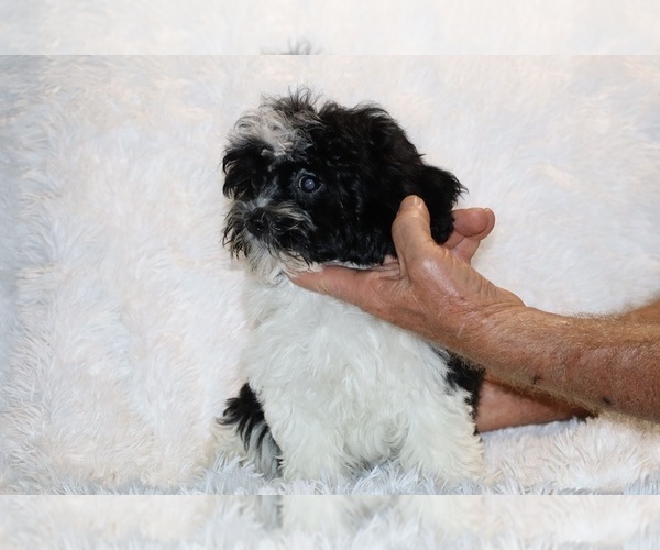 Medium Photo #27 ShihPoo Puppy For Sale in DYERSBURG, TN, USA