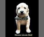 Small #5 English Cream Golden Retriever