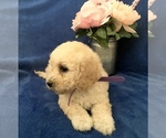 Small #38 Poodle (Toy)