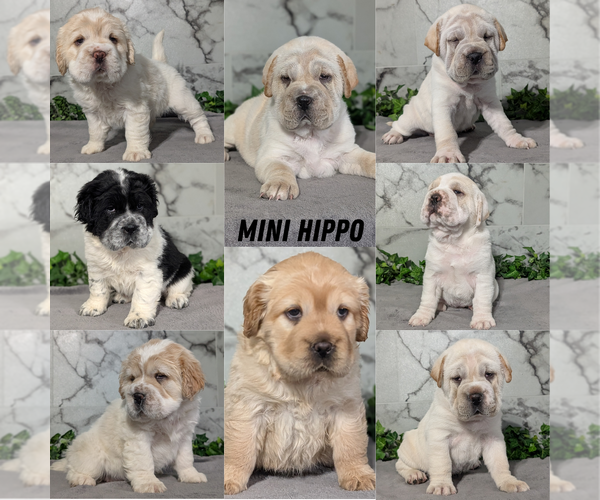 Medium Photo #1 Cocker-Pei Puppy For Sale in GOSHEN, IN, USA
