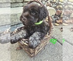 Boy - Male Schnauzer (Miniature) Puppy for Sale - Photo #2