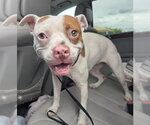 BLUEBONNET - Female Mutt Dog for Adoption - Small photo