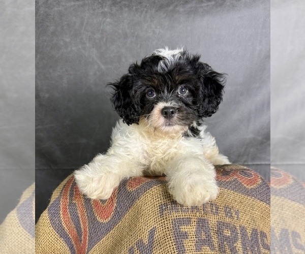 Medium Photo #11 Cavapoo (Miniature) Puppy For Sale in OCALA, FL, USA