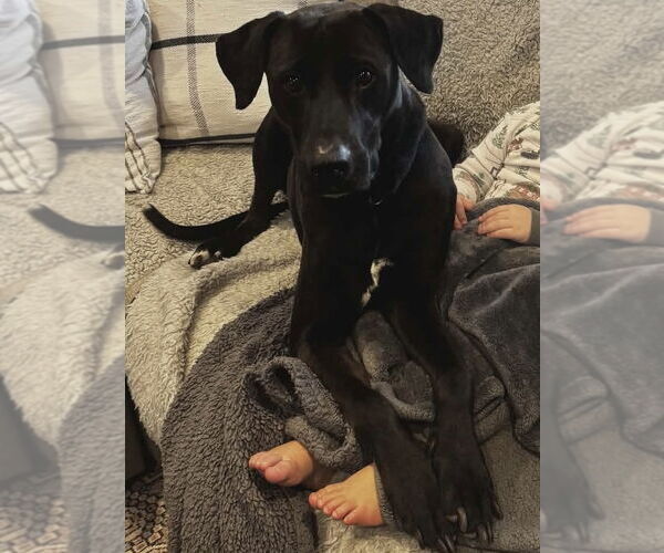 Medium Photo #6 Labmaraner Puppy For Sale in Westwood, NJ, USA