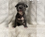 Small Photo #7 American Bully Puppy For Sale in Innisfil, Ontario, Canada