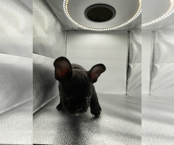 Medium Photo #14 French Bulldog Puppy For Sale in CLEARWATER, FL, USA