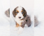 Small Photo #7 Bernedoodle Puppy For Sale in LINDON, UT, USA