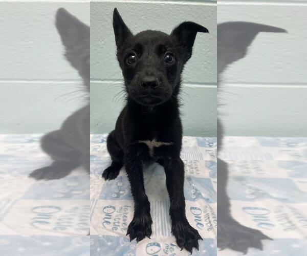Medium Photo #1 Border Collie-Unknown Mix Puppy For Sale in Tulsa, OK, USA