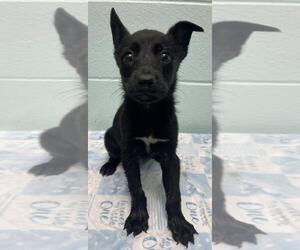Border Collie-Unknown Mix Dogs for adoption in Tulsa, OK, USA